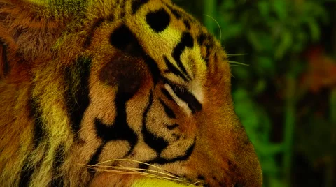 Tiger licks his nose. Stock Footage 48562245