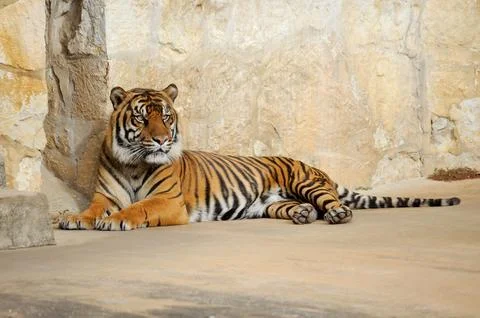 Tiger lies down but maintains a sharp eye out for danger or prey. Stock Photos