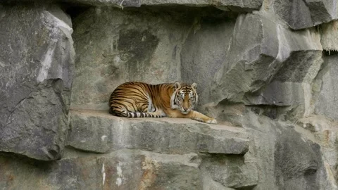 The tiger lies down to rest on the rocks. Video stock 163364321