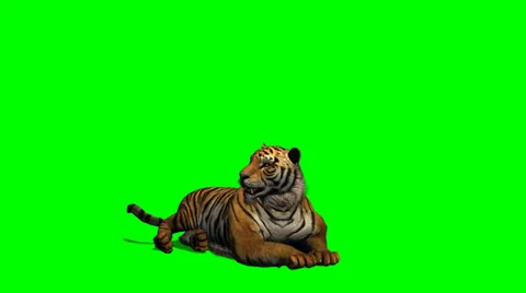 Tiger lies - green screen Stock Footage 39135987