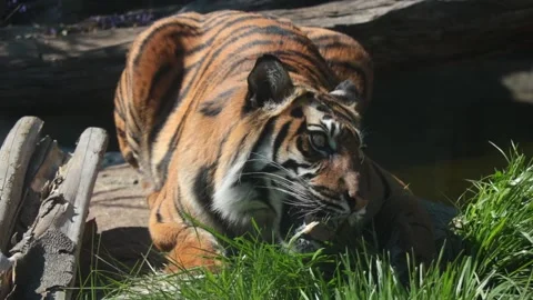The tiger lies on the ground and eats green grass. Vitamins for wild animals. Video stock 232950145