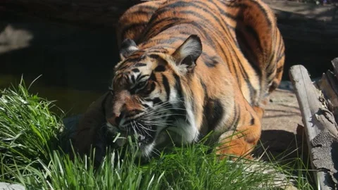 The tiger lies on the ground and eats green grass. Avitaminosis in animals. Wild Video stock 233286874