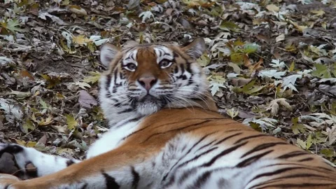 The tiger lies on the ground covered with fallen leaves. He looks at the camera Video stock 82140099