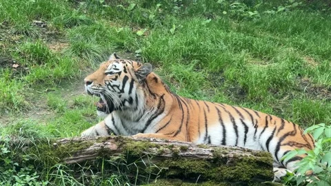 The tiger lies sideways to the camera and shows his grin. 4K Stock Footage 207815582