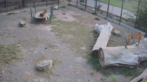 A tiger lies on a swing another tiger walks under the tree Video stock 163355983