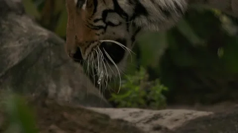 Tiger lifts its head from drinking in jungle epic super slomo water Stock Footage 139787805