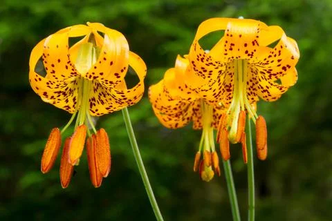 Tiger Lilies Stock Photos