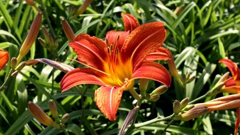 Tiger Lillies Видео 88506374