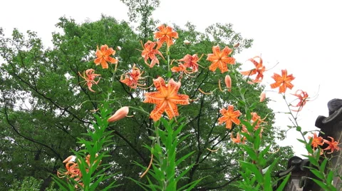 Tiger Lillies In Forest Stock Footage 55335902