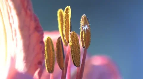 Tiger lilly closeup Stock Footage 11120503