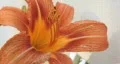 Tiger Lilly Flower 2 HD Footage