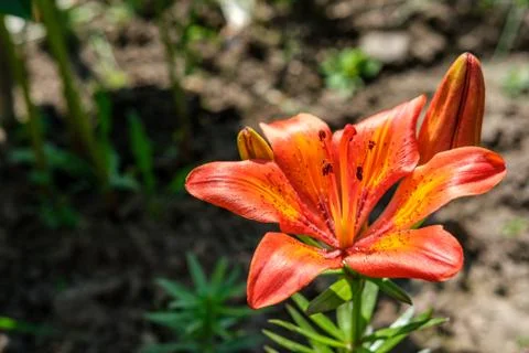 Tiger Lily bud, side view. Stock Photos