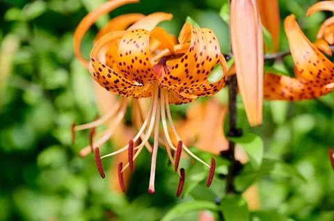 Tiger lily close up Stock Photos
