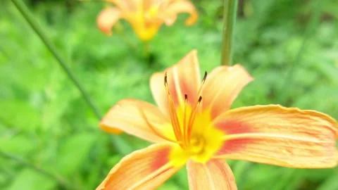 Tiger Lily Close Up | Slow Motion 120 Fps Stock Footage 199866296