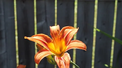 Tiger Lily Diagonal dolly Stock Footage 57717431