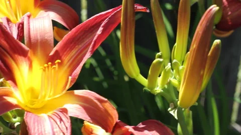 Tiger Lily Double Dolly Video stock 57717460