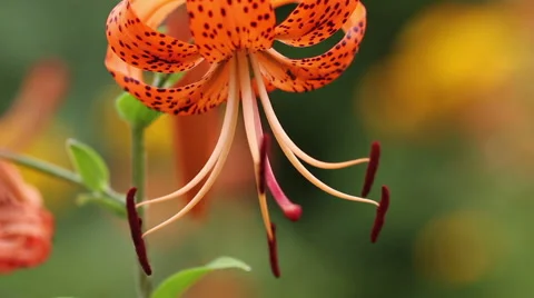 Tiger lily in the flowerbed Stock Footage 65407327