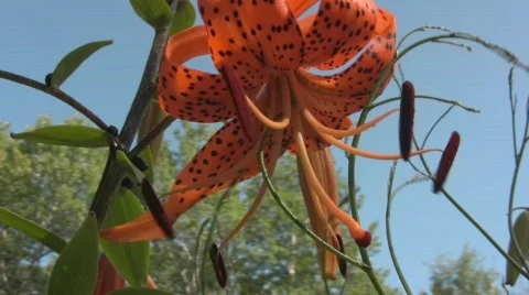 Tiger lily Vídeo Stock 506510