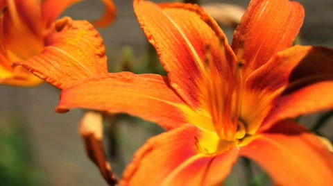 Tiger Lily Stock Footage 746924