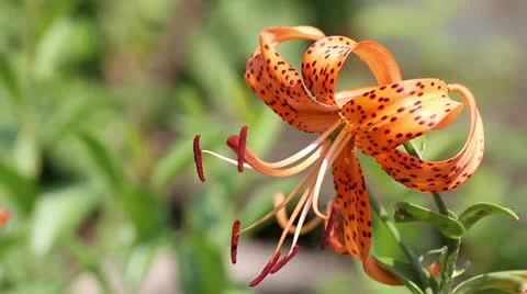 Tiger lily Stock Footage 11524796