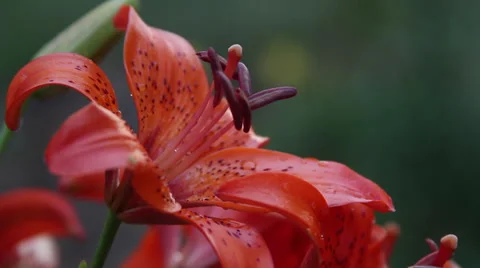 Tiger lily 動画素材 35660127