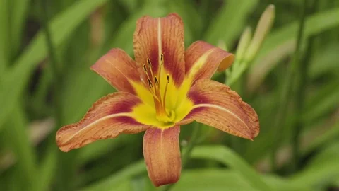 Tiger Lily Stock-Footage 77546290