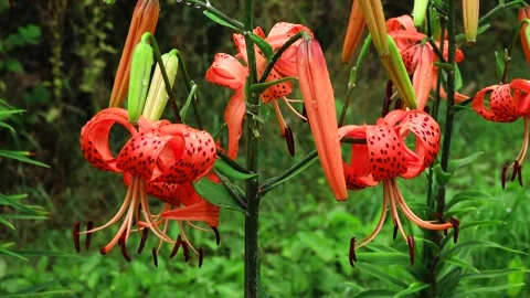 Tiger Lily Stock Footage 332258660