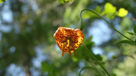 Tiger Lily in Forest Low Angle Swinging Stock Footage 22877771