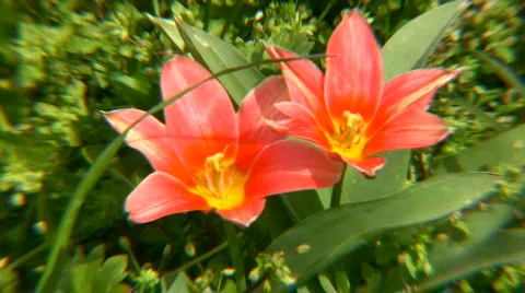 Tiger lily Full HD 1080p Stock Footage