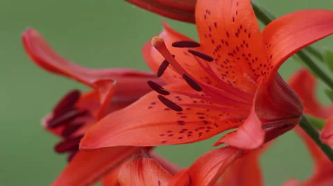 Tiger lily II Stock Footage 35660039