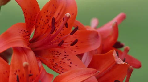 Tiger lily III Stock Footage 35659968