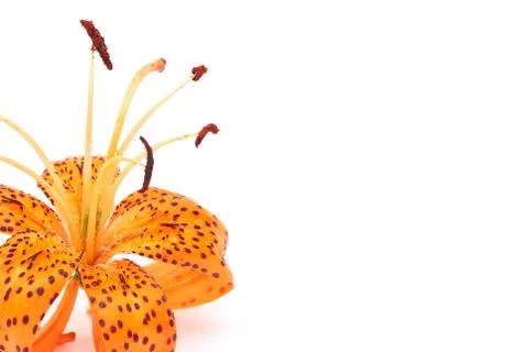 Tiger lily Stock Photos