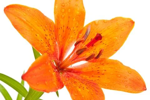 Tiger lily Stock Photos