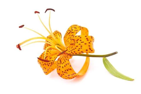 Tiger lily Stock Photos