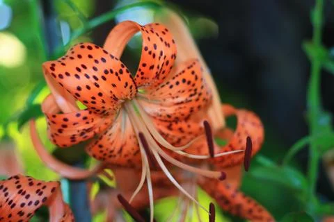 Tiger Lily Stock Photos