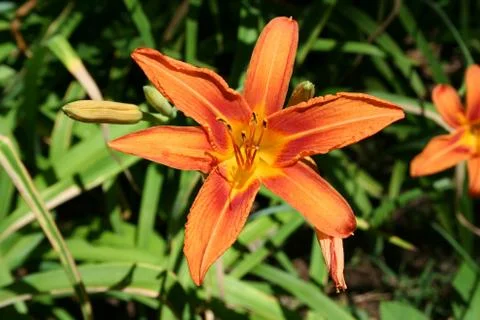 Tiger lily Stock Photos