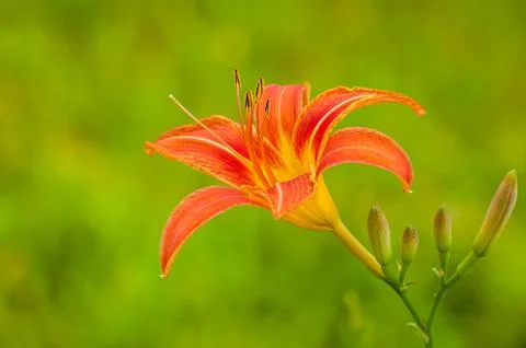 Tiger lily Stock Photos