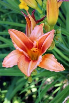 Tiger Lily Stock Photos