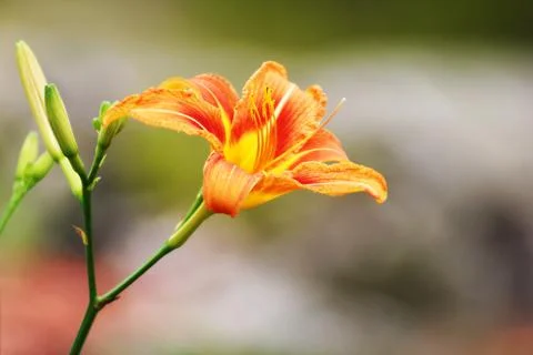 Tiger Lily Stock Photos