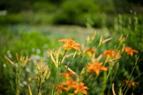 Tiger lily Stock Photos