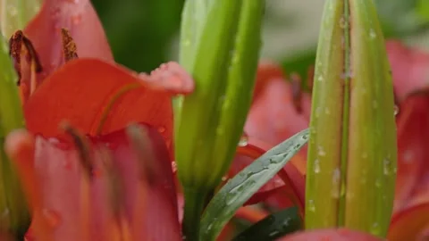 Tiger Lily with soft focus push and pull, taken after a fresh rain with overcast Stock Footage 250481721