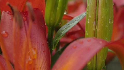 Tiger Lily with soft focus push and pull, taken after a fresh rain with overcast Stock Footage 250481722