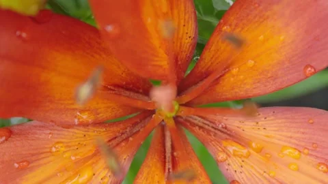 Tiger Lily with soft focus push and pull, taken after a fresh rain with overcast Stock Footage 250481733