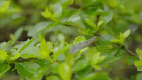 Tiger Lily with soft focus push and pull, taken after a fresh rain with overcast Stock Footage 250481752
