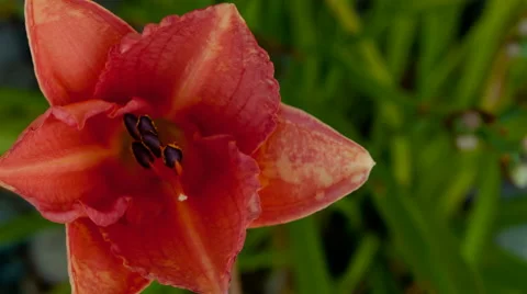 Tiger Lily Time Lapse Stock Footage 40770610
