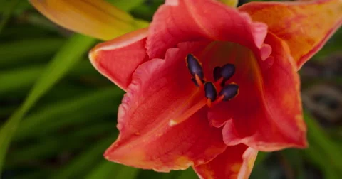 Tiger Lily Time Lapse Stock Footage 40771952