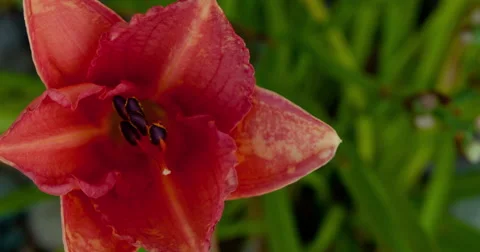 Tiger Lily Time Lapse Stock Footage 40771967