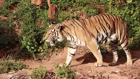 Tiger live in nature Stock Footage 289164715