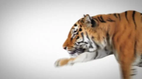 Tiger Logo Stock Footage 59513623