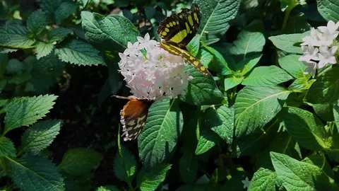 A tiger longwing and swallowtail butterfly flying  in slow motion Stock Footage 306096033